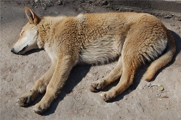 梦见饿死是什么意思