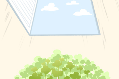 家里养什么植物旺财