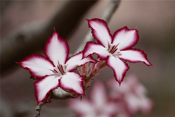 梦见草本植物是什么意思